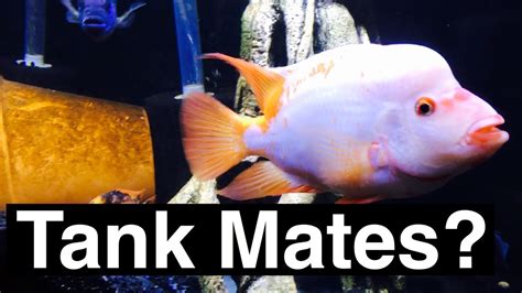 Red Devil Tank Mates - Other Fish? - YouTube