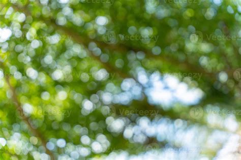 Abstract green nature bokeh background. Soft background blur of natural ...