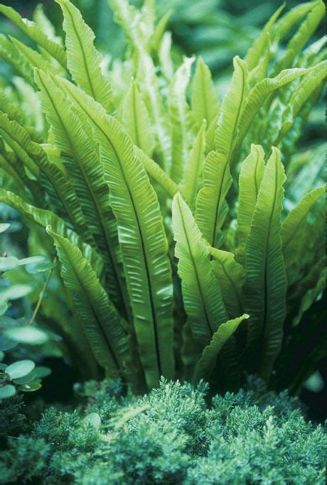 Hardy Native Ferns - Fine Gardening