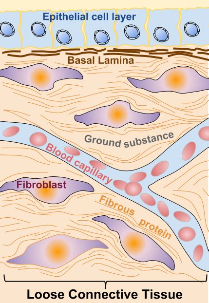 Basal And Reticular Lamina