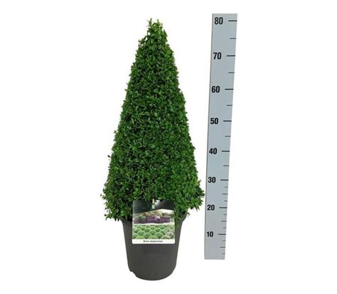 Buxus sempervirens | Green Solutions