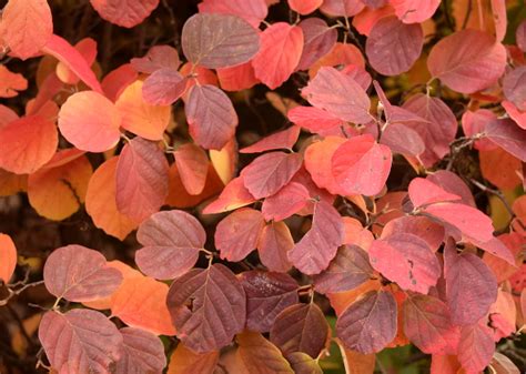 Fothergilla Fiesta | The World's Best Gardening Blog