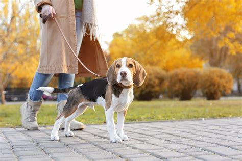 Discover the Perfect Beagle Weight Chart: From Puppies to Adults!