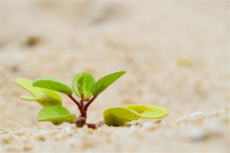 Plants growing in the sand on the beach, small bushes on the sand ...