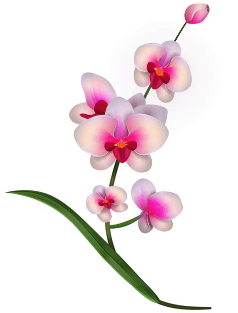 Free Pink Orchid Cliparts, Download Free Pink Orchid Cliparts png ...