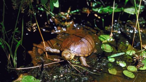 6 Types Of Pet Mud Turtles [Care Sheet, Pictures] – The Turtle Hub