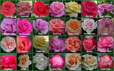 17 Best images about Hybrid tea rose on Pinterest | Shrub roses ...