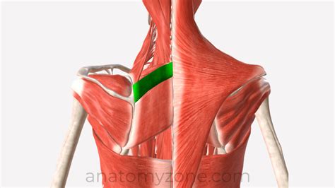 Rhomboid Minor - Origin, Insertion, Action, 3D Model | AnatomyZone