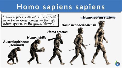 Homo Sapiens Evolution Timeline