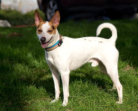 Shelter Dogs of Portland: "JACK" happy Jack Russell (Rat Terrier?) mix