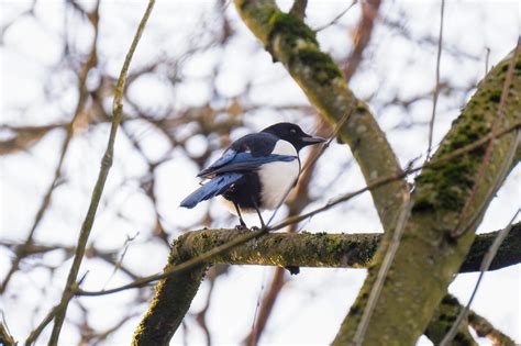 Urban birdwatching: The secret wildlife of Fletcher Moss Park in ...