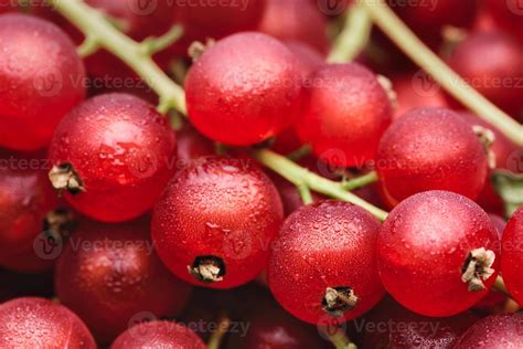 Red currant berries with water drops 3469179 Stock Photo at Vecteezy