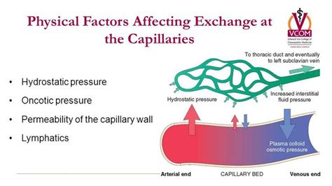 Image result for capillary nutrient exchange hydrostatic oncotic ...