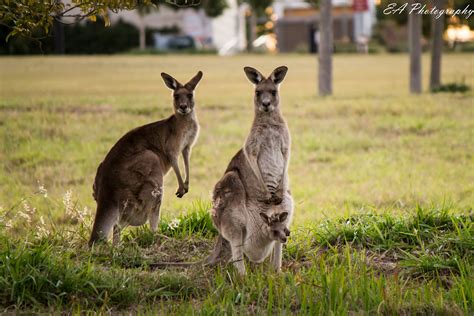 Baby Kangaroo Wallpaper - WallpaperSafari