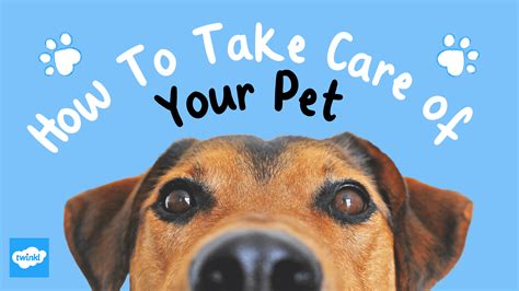 How to Take Care of a Pet - Essential Tips & Info