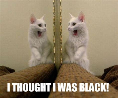 70+ Most Hilarious White Cat Meme & Funny White Cat Images