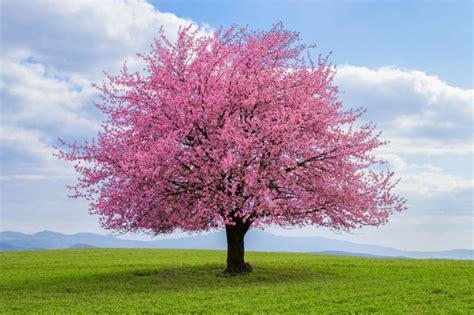 The Japanese Cherry Tree - Minneopa Orchards