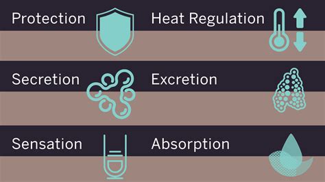 The Six Primary Functions of the Skin - a brazilian reasons #0019 ...