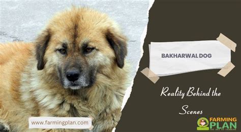 Bakharwal Dog: Reality Behind The Scenes - Farming Plan