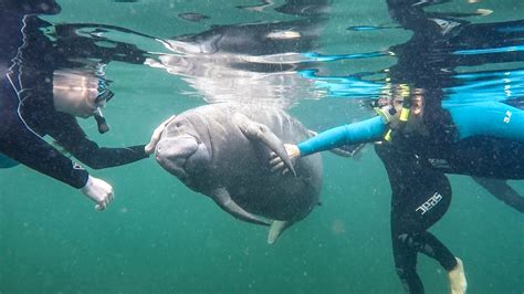 Snorkeling with the Manatees in Crystal River Florida - First Church of ...