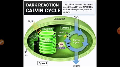 Dark reaction [calvin cycle ] in hindi - YouTube