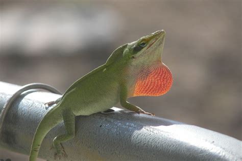 Threat display of a male green anole lizard. | Smithsonian Photo ...