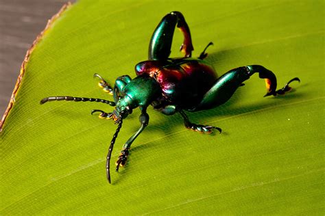 Beetle | San Diego Zoo Animals & Plants