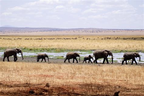 Wildlife in the Ngorongoro Crater | Discover Africa Safaris