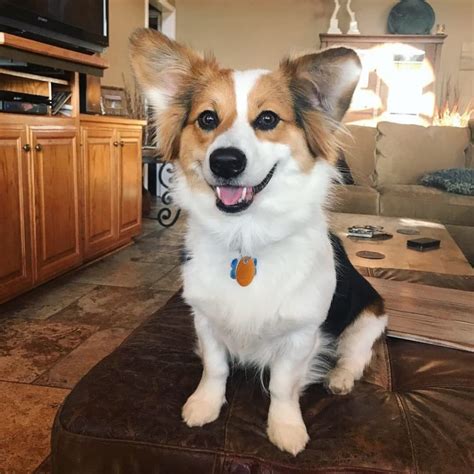 Here Are 40 Corgi Mixes to Pick Your Breed | Great Pet Care