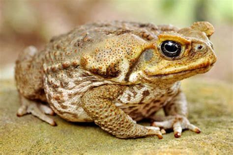 Iconic: Ms Cook says the cane toad is associated with Queensland. [File ...