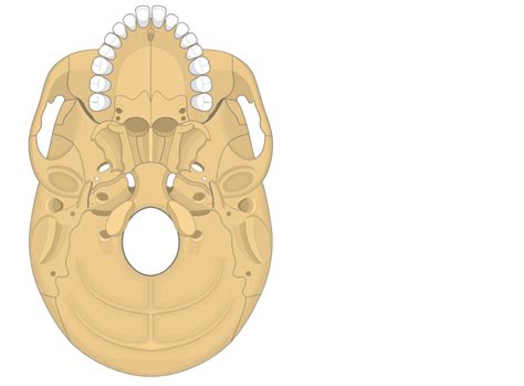 The Skull Bones Anatomy - Inferior View | GetBodySmart