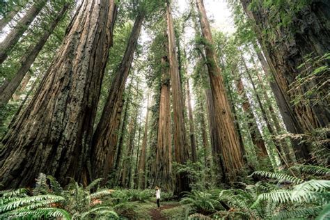 9 (Ancient) Hikes at REDWOOD NATIONAL PARK You Can't Miss