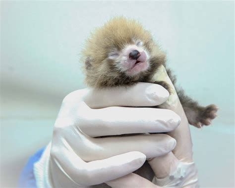 Four Litters of Red Panda Cubs Born at SCBI | Smithsonian Institution