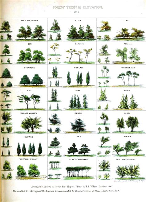 Landscape Trees, Landscape Design, Garden Design, Trees And Shrubs ...