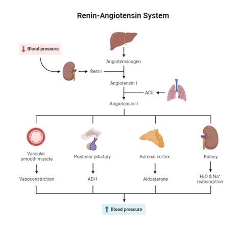 Aldosterone Escape Mechanism - My Endo Consult