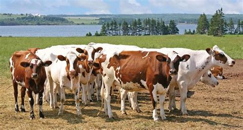 Ayrshire Cattle Info, Size, Lifespan, Uses, and Pictures