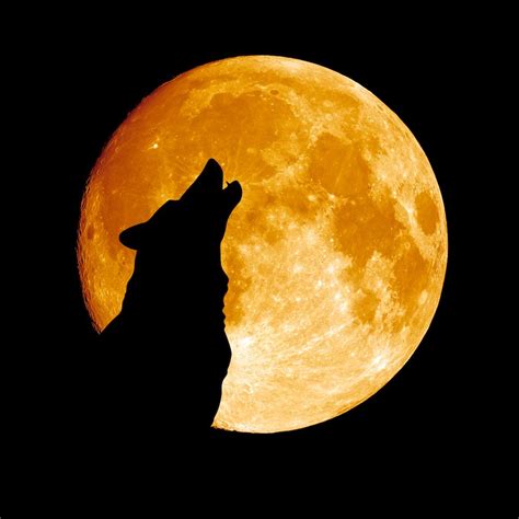 Full Wolf Moon: New Year's Supermoon Is the Biggest of the Year | Live ...