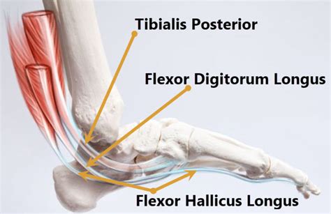 Medial Ankle Muscles