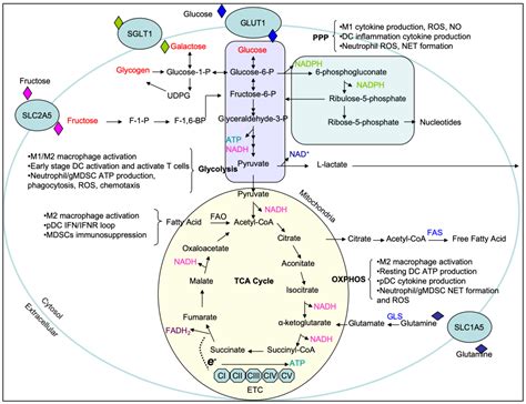 Carbohydrate Metabolism