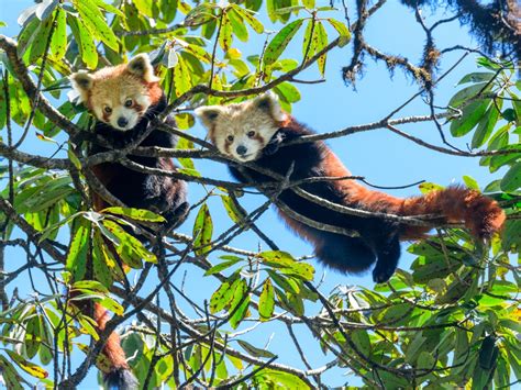 Red Panda Habitat Climate