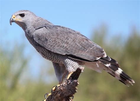 Grey-lined hawk (Buteo nitidus) Arizona Birds, Bird Life List, Cooper's ...