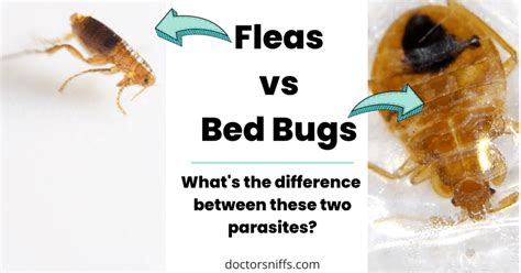 Fleas vs Bed Bugs: Which One Do I Have?