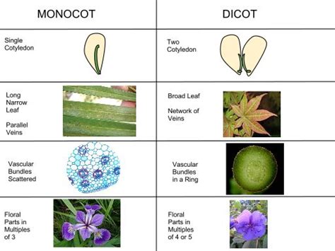 Description Monocot vs Dicot .svg | Teaching plants, Parts of a flower ...