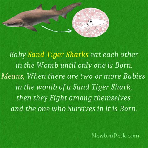 Why Baby Sand Tiger Shark Eat Each Other In The Womb - Creature Fact