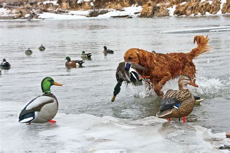 Read & React: Are Duck Migration Patterns Changing? - Wildfowl