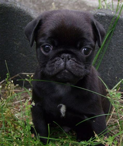 Black pug puppy, doesn’t get better than this : r/aww