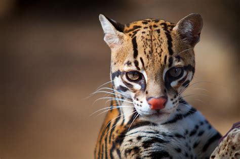 Belize Big Cats List - Five Beautiful Species