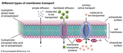 Membrane | Definition, Structure, & Functions | Britannica