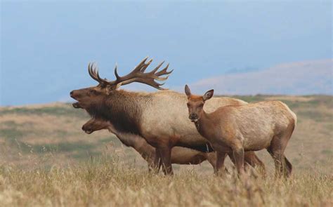 Are Roosevelt Elk Bigger Than Rocky Mountain Elk? Discover The Size ...