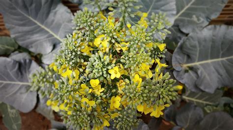 Can You Still Eat Broccoli After Flowering? | Horticulture.co.uk